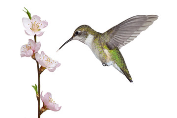 Fototapeta premium Hummingbird and a Fruit Blossom