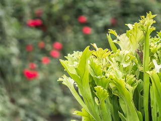 Obraz premium Green plant leaves with blurry multicolored bokeh background.