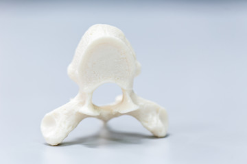 The vertebral column, also known as the backbone or spine, is part of the axial skeleton. 