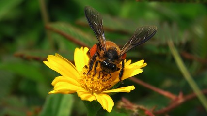 Bees and yellow flowers