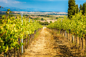 Fototapeta na wymiar Grapes growing in vineyards of Tuscany, Italy