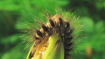 Caterpillars with Flowers