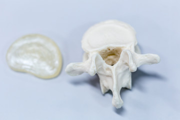 Naklejka premium The vertebral column, also known as the backbone or spine, is part of the axial skeleton. 