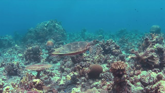 Hawksbill turtle swims on a colorful coral reef. 4k footage