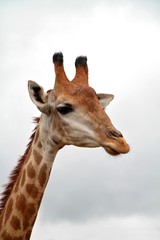 Naklejka na ściany i meble Head and neck of a giraffe on cloudy sky background