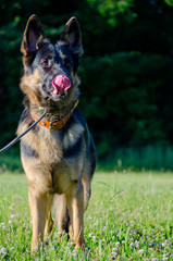 German shepherd folding its tongue in a funny way
