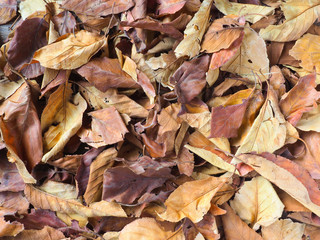 敷き詰められた落ち葉