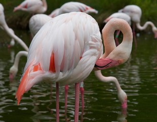 Flamingo (14th)