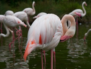 Flamingo (15th)