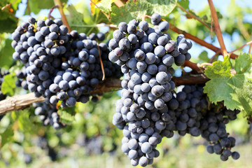 Blaue Weintrauben an Rebstock (Blue grapes on vine)