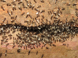 Ants carrying eggs out of the nest