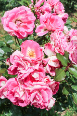 Pink rose floribunda.