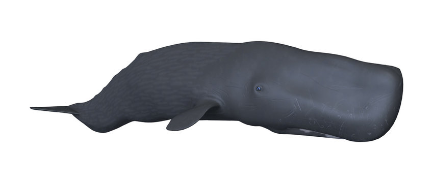 3D Rendering Sperm Whale or Cachalot on White