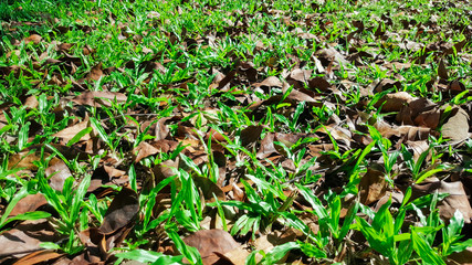 close-up green grass and brown dry leaves