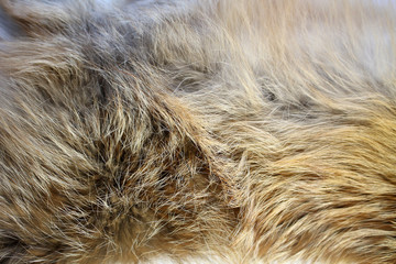 Fototapeta premium fox fur texture