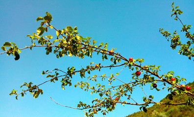Apples tree on the background of the sky