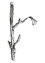 branch from a tree. vector illustration hand drawing