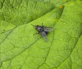 Fly on a leaf of  grass in a garden.
