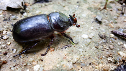 beetle isolated on nature ground