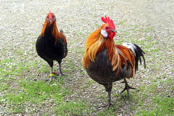 beautiful rooster and hen