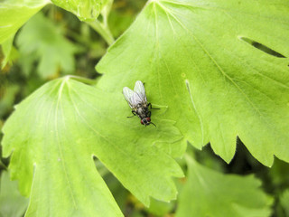 Fly on a leaf of  grass in a garden.