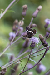 Araschnia levana - A patch of netting on a flower of a plant.