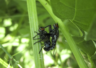 Fly on a leaf of  grass in a garden.