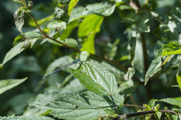 A dragonfly seated on the leaf.