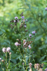 Araschnia levana - A patch of netting on a flower of a plant.