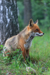 Red fox in the forest 