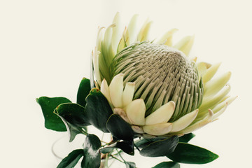 Green King Protea on Cream Background Close Up