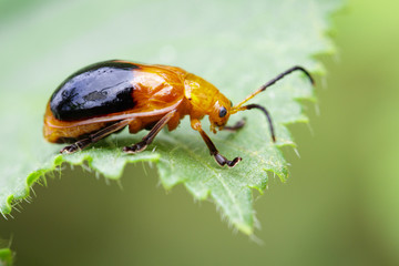 Image of Twin-spotted Beetle (Oides andreweisi) on green leaves. Insect Animal