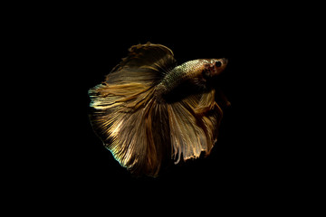 betta fish, siamese fighting fish in thailand isolated on black background