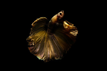 betta fish, siamese fighting fish in thailand isolated on black background