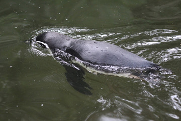 humboldt penguin