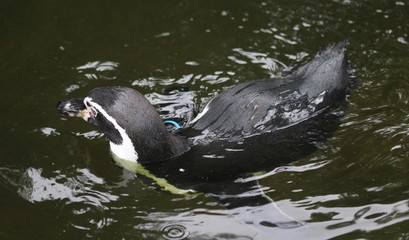 Naklejka premium humboldt penguin