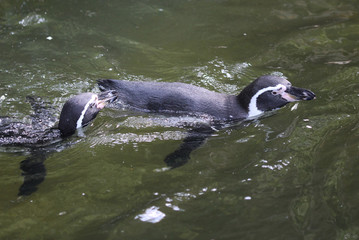 Naklejka premium humboldt penguin