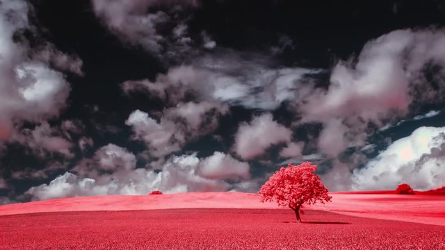 Timelapse infrarouge d'un arbre solitaire au milieu d'un champ.