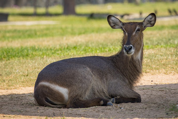 Image of an antelope relax on nature background. Wild Animals.