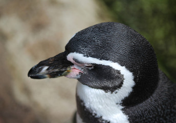 Naklejka premium humboldt penguin