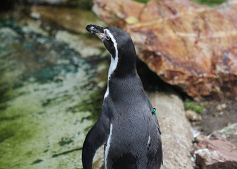 humboldt penguin