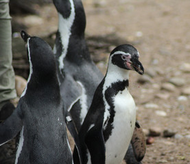 humboldt penguin