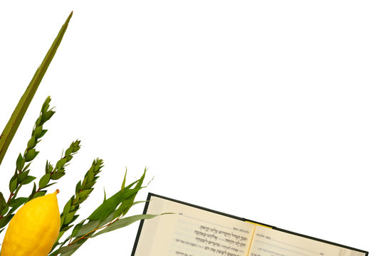 Jewish festival of Sukkot. Traditional symbols (The four species): Etrog, lulav, hadas, arava. isolated on white