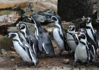 Fototapeta premium humboldt penguin