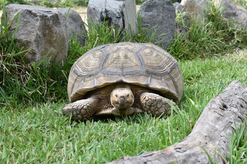 Naklejka premium Turtle