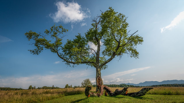 A lonesome old tree in a meadow at Lake Placid in the High Peaks region of the Adirondack Mountains, New York