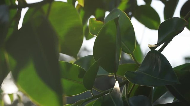 Beautiful green leaves. Beautiful summer green maple tree swinging in the wind.