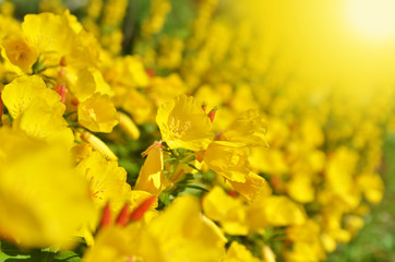 Yellow floral background