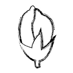 Beautiful decorative flowers icon vector illustration graphic design