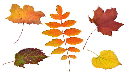 fallende Blätter im Herbst